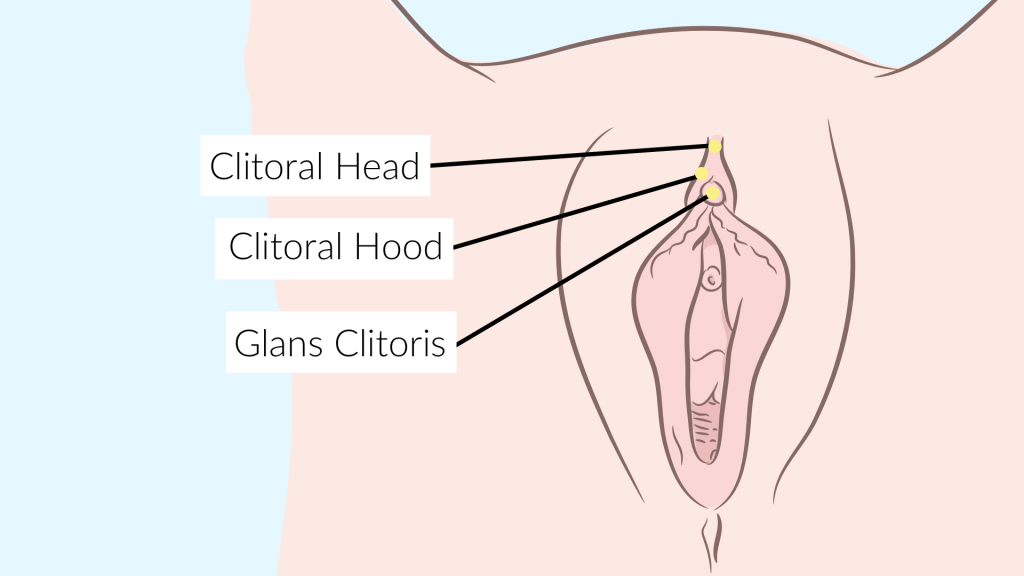 external clitoris